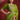 Champagne Green Ready To Wear Stone Work Saree