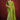 Champagne Green Ready To Wear Stone Work Saree