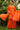 Fancy Fabric Orange Color Excellent Readymade Suit