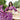 Attractive Georgette Fabric Purple Color Readymade Lehenga