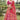 Jacquard Work On Banarasi Silk Fabric Bewitching Lehenga In Multi Color