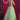 Sea Green Color Alluring Sangeet Function Lehenga Choli In Net Fabric