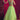 Sangeet Function Net Fabric Ravishing Lehenga In Green Color