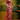 Sophisticated Maroon Color Fancy Saree with Border Design