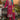 Stunning Chinon Readymade Salwar Suit In Magenat Color