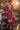Stunning Chinon Readymade Salwar Suit In Magenat Color