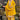 Attractive Function Wear Yellow Color Chinon Palazzo Suit