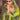 Chinon Silk Embroidered Green Designer Pakistani Style Readymade Palazzo Salwar Kameez