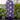 Purple Cotton Readymade Simple Kurti With Pant