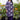 Purple Cotton Readymade Simple Kurti With Pant