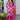 Cotton Magenta Readymade Kurti With Pant
