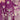 Purple Premium Net Floral Embroidery Readymade Anarkali Salwar Kameez