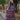 Chanderi Fabric Multi Color Function Wear Readymade Gown