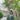 Premium Green Straight Cut Palazzo Salwar Kameez With Floral Embroidery