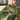 Green Color Silk Fabric Festive Wear Saree With Embroidered Designer Blouse