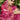 Pink Color Embroidered And Stone Work Party Style Miraculous Organza Saree