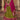 Stunning Mehendi Green Color Lehenga Choli Set For Women