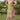 Sea Green Color Chinon Fabric Embroidered Function Wear Readymade Palazzo Salwar Kameez