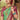 Sea Green Color Classic Kanjivaram Silk Saree with Weaving Work